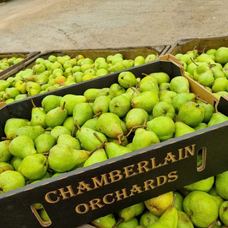 Pick Perry Fresh Organic Pears 15kg – PICK UP ONLY – Paracombe Premium Perry